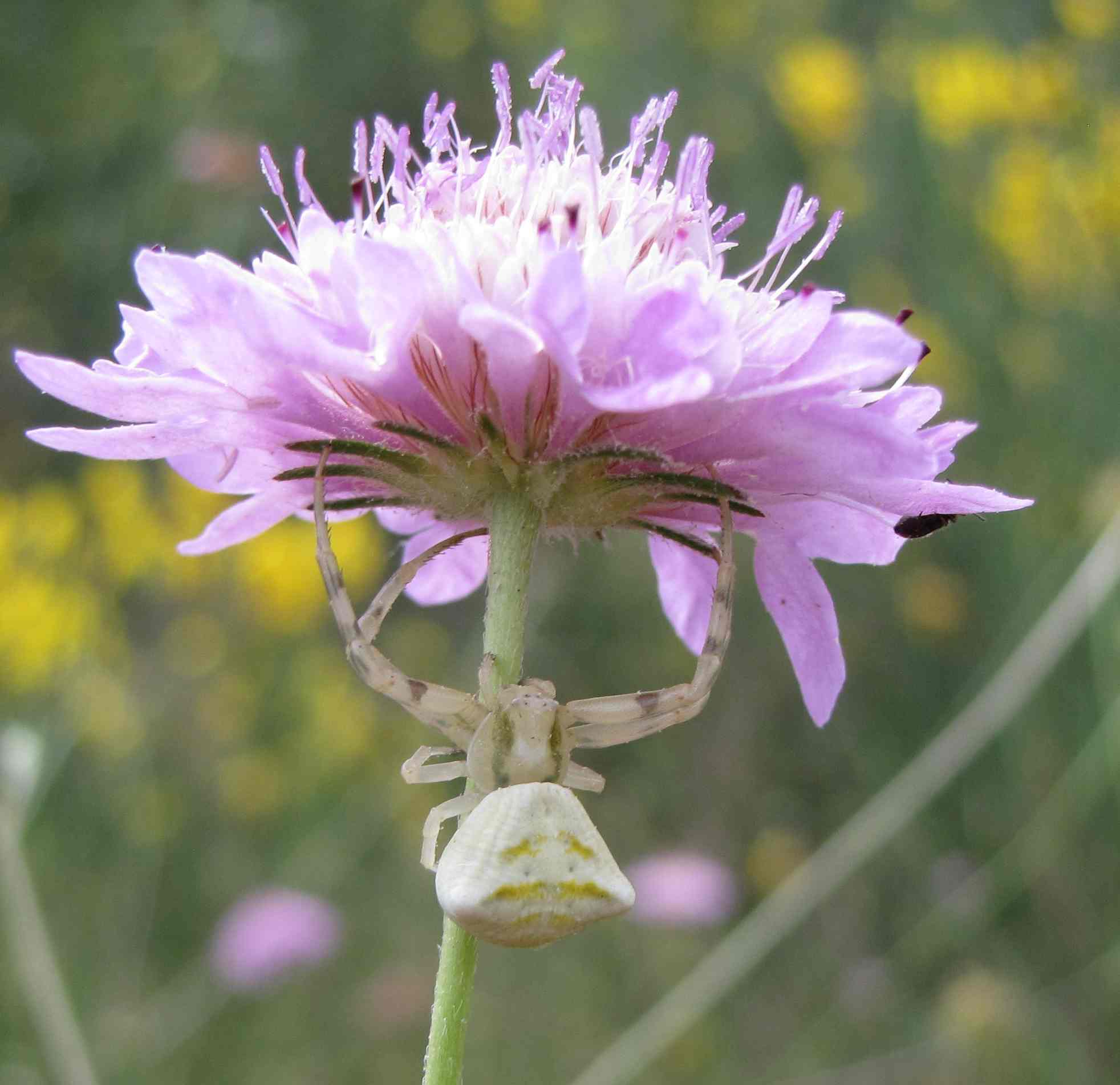 Thomisus onustus